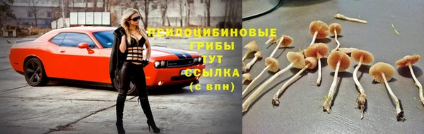 индика Покачи